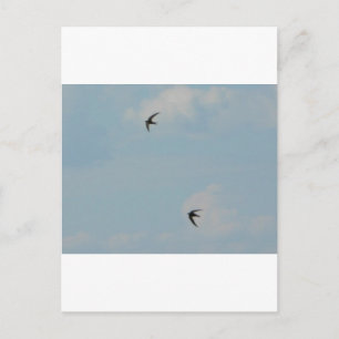 Swallows Birds Postcard