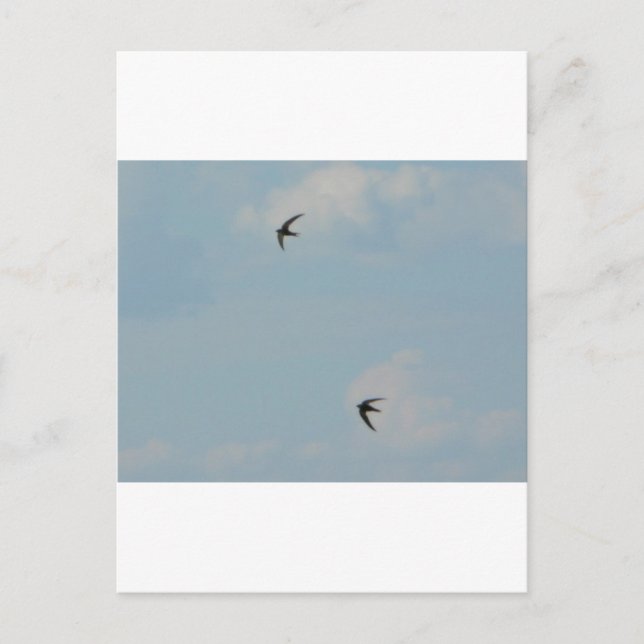 Swallows Birds Postcard (Front)
