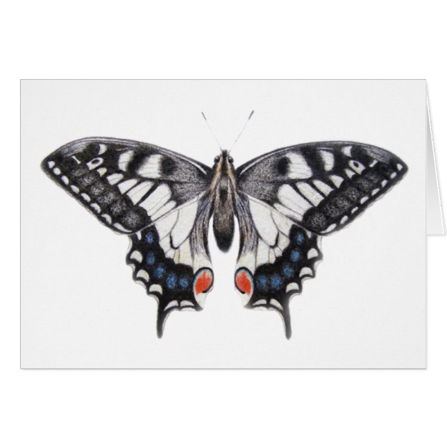Swallowtail 2012 (Front Horizontal)
