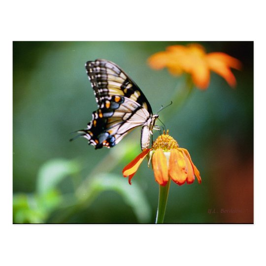 Swallowtail and Tithonia Postcard