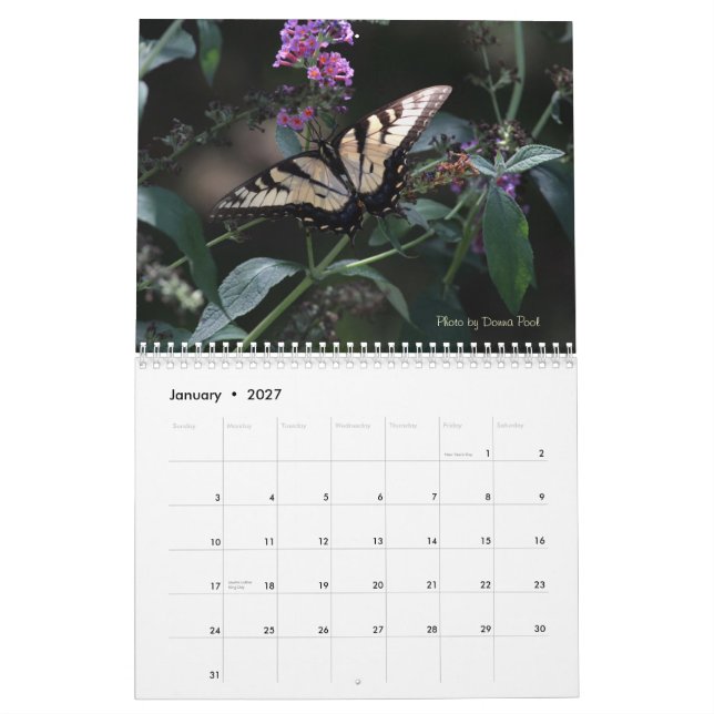 Swallowtail Butterflies Calendar (Jan 2027)