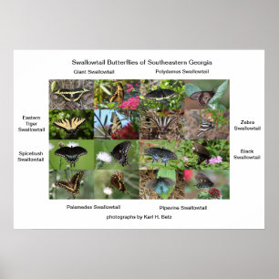 Swallowtail Butterflies of Southeastern Georgia Poster
