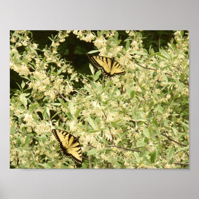 Swallowtail butterflies on flowering shrub poster (Front)