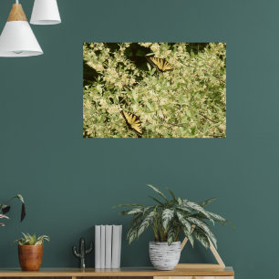 Swallowtail butterflies on flowering shrub poster