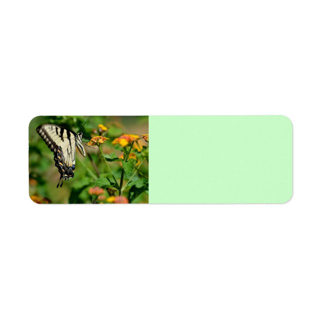 Swallowtail Butterfly (Front)