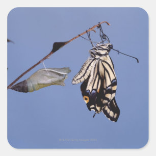 Swallowtail butterfly after metamorphosis square sticker