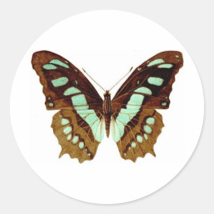 Swallowtail Butterfly Drawing Classic Round Sticker