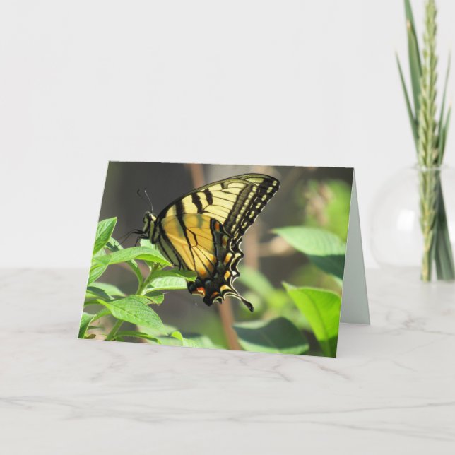 Swallowtail Butterfly Greeting Card (Front)