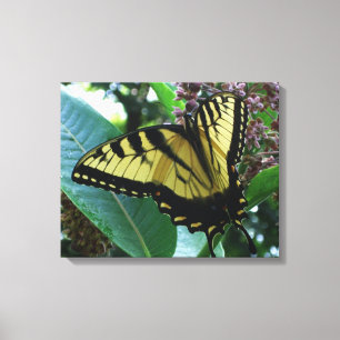 Swallowtail Butterfly I on Milkweed at Shenandoah Canvas Print