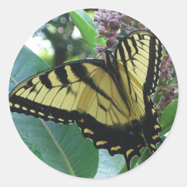 Swallowtail Butterfly I on Milkweed at Shenandoah Classic Round Sticker (Front)