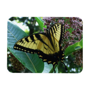 Swallowtail Butterfly I on Milkweed at Shenandoah Magnet