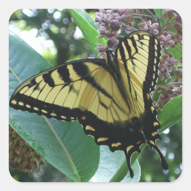 Swallowtail Butterfly I on Milkweed at Shenandoah Square Sticker (Front)