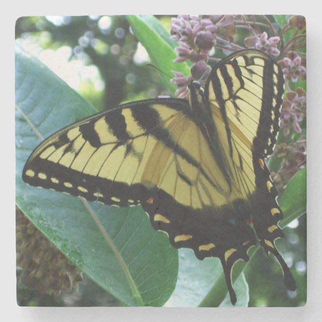 Swallowtail Butterfly I on Milkweed at Shenandoah Stone Coaster (Front)