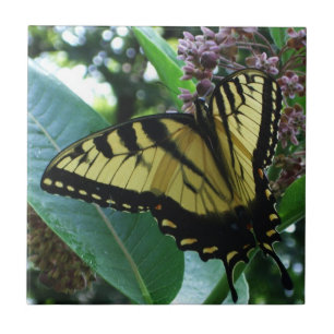 Swallowtail Butterfly I on Milkweed at Shenandoah Tile