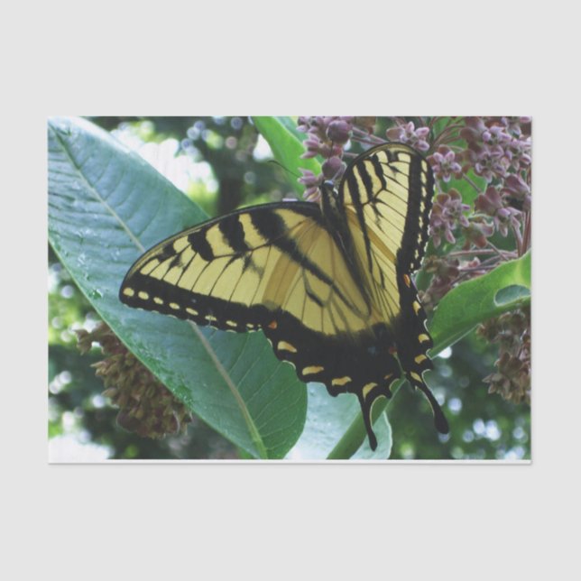 Swallowtail Butterfly I on Milkweed at Shenandoah Tissue Paper (Front)