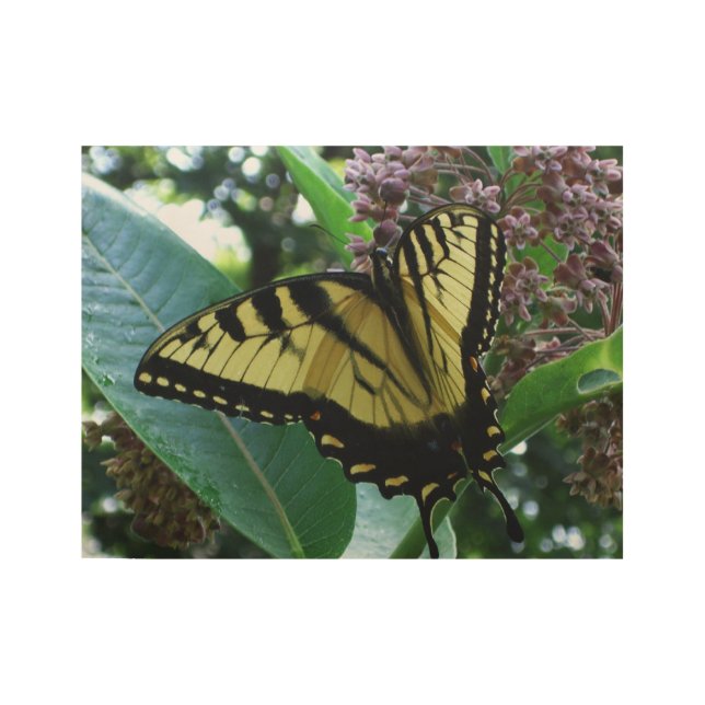 Swallowtail Butterfly I on Milkweed at Shenandoah Wood Poster (Front)