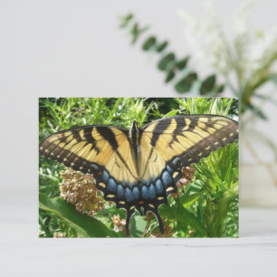 Swallowtail Butterfly II at Shenandoah