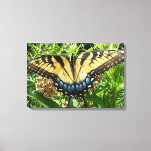 Swallowtail Butterfly II at Shenandoah Canvas Print