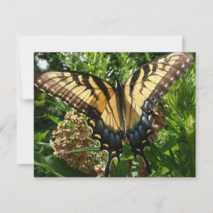 Swallowtail Butterfly III Beautiful Colourful Phot