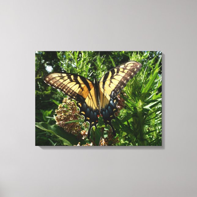 Swallowtail Butterfly III Beautiful Colourful Phot Canvas Print (Front)