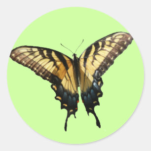 Swallowtail Butterfly III Beautiful Colourful Phot Classic Round Sticker