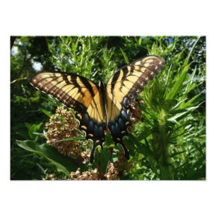 Swallowtail Butterfly III Beautiful Colourful Phot Photo Print