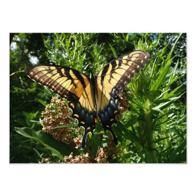 Swallowtail Butterfly III Beautiful Colourful Phot Photo Print (Front)