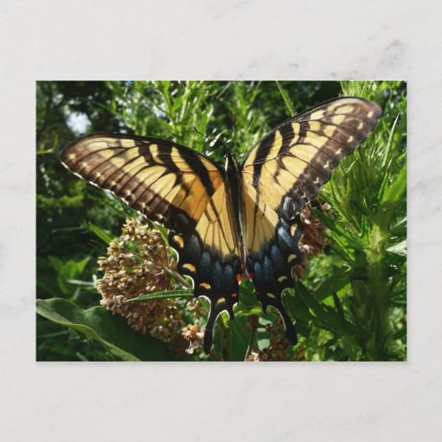 Swallowtail Butterfly III Beautiful Colourful Phot Postcard (Front)