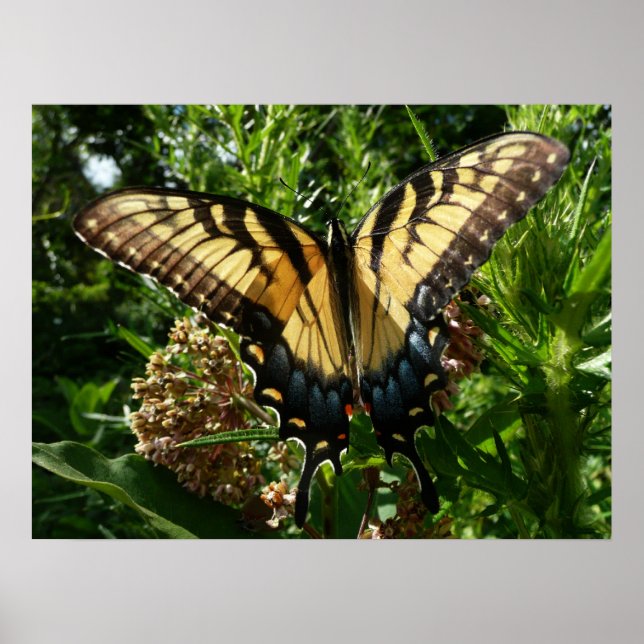 Swallowtail Butterfly III Beautiful Colourful Phot Poster (Front)