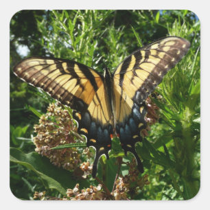 Swallowtail Butterfly III Beautiful Colourful Phot Square Sticker