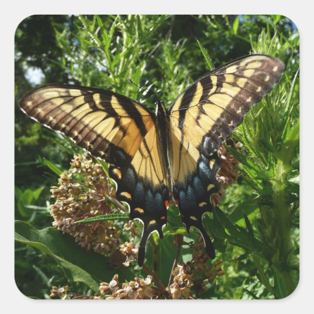 Swallowtail Butterfly III Beautiful Colourful Phot Square Sticker (Front)