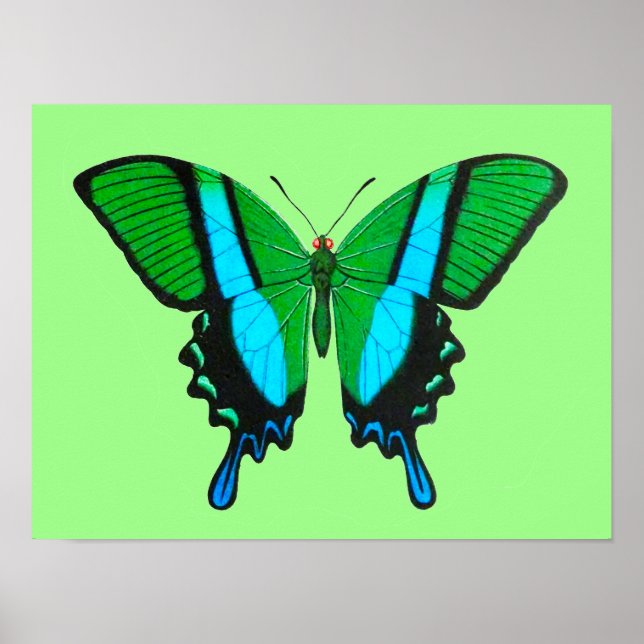 Swallowtail Butterfly in Green, Turquoise & Black Poster (Front)