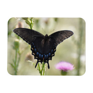 Swallowtail Butterfly Magnet