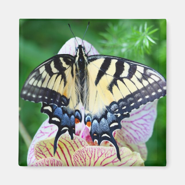 Swallowtail Butterfly Magnet (Front)