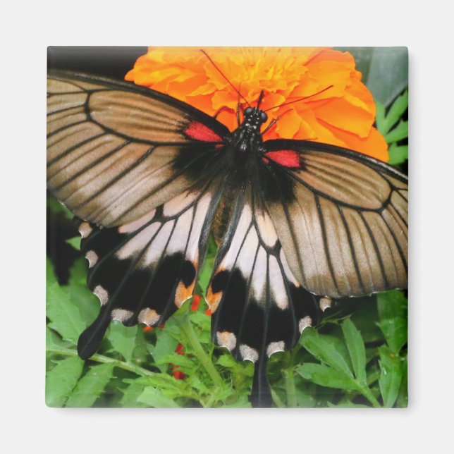 Swallowtail Butterfly Magnet (Front)