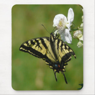 SwallowTail Butterfly on a Blackberry Blossom Mouse Mat
