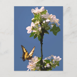 Swallowtail Butterfly on Apple Blossoms Postcard