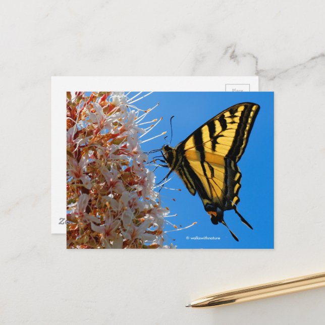 Swallowtail Butterfly on Buckeye Flower Postcard (Front/Back In Situ)