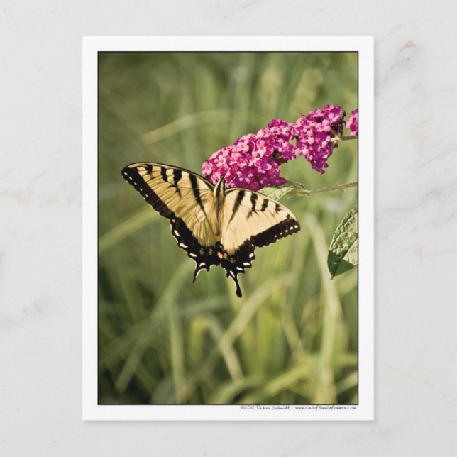 Swallowtail Butterfly on Butterfly Bush Photograph Postcard (Front)