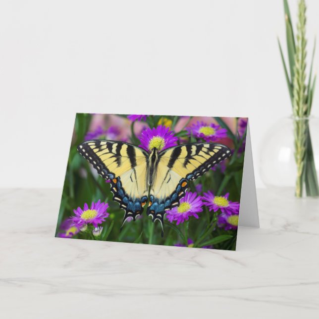 Swallowtail Butterfly on daisy Holiday Card (Front)