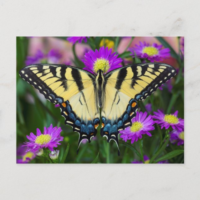 Swallowtail Butterfly on daisy Postcard (Front)