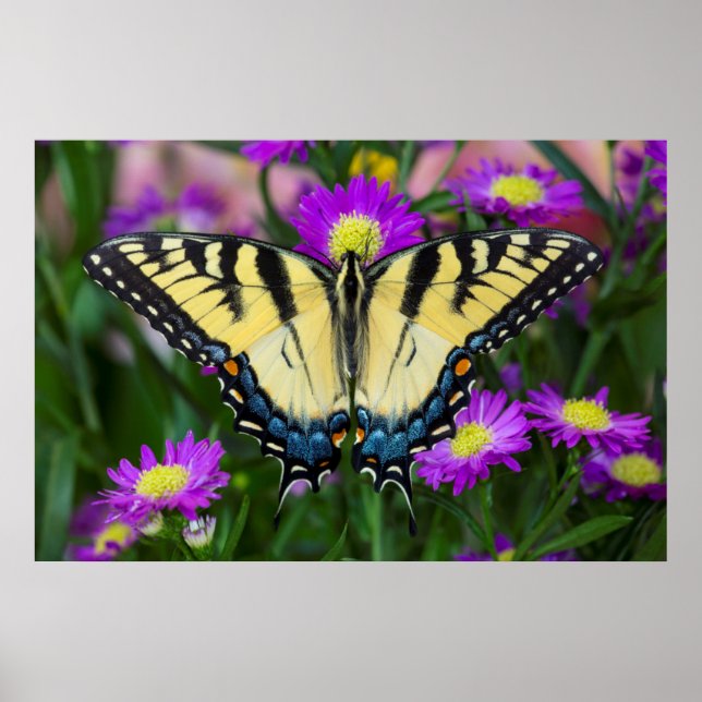Swallowtail Butterfly on daisy Poster (Front)