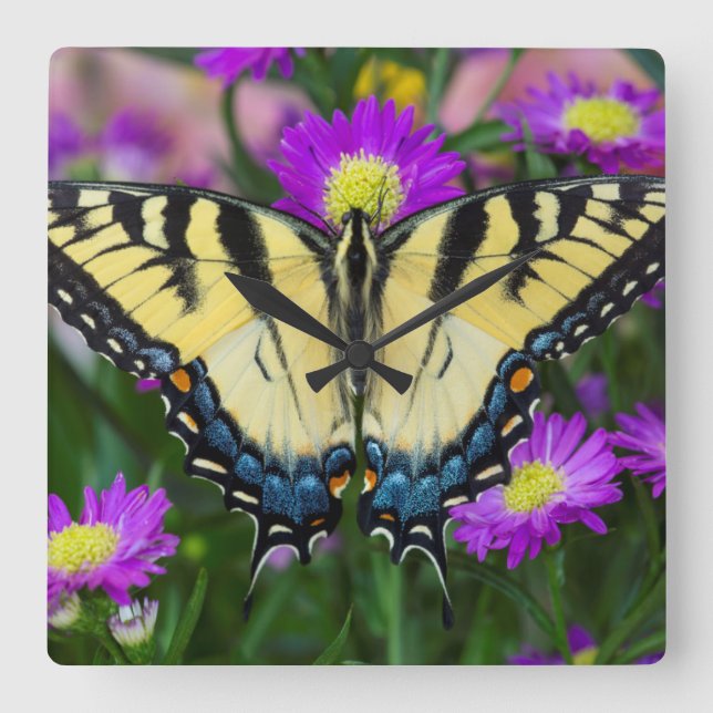 Swallowtail Butterfly on daisy Square Wall Clock (Front)