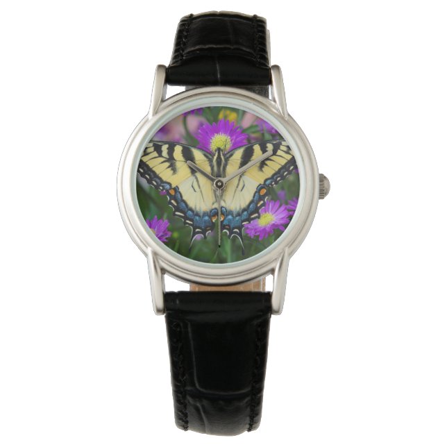 Swallowtail Butterfly on daisy Watch (Front)
