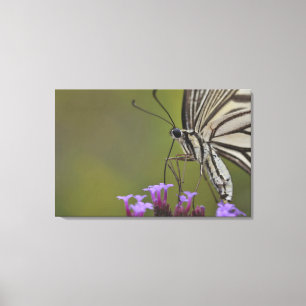 Swallowtail Butterfly on flower, Chiba Canvas Print