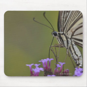 Swallowtail Butterfly on flower, Chiba Mouse Mat