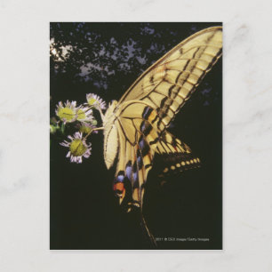 Swallowtail Butterfly on flower, close up Postcard