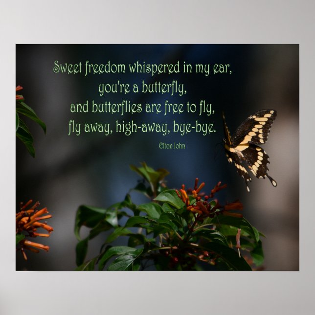 Swallowtail butterfly on flower photo poster (Front)