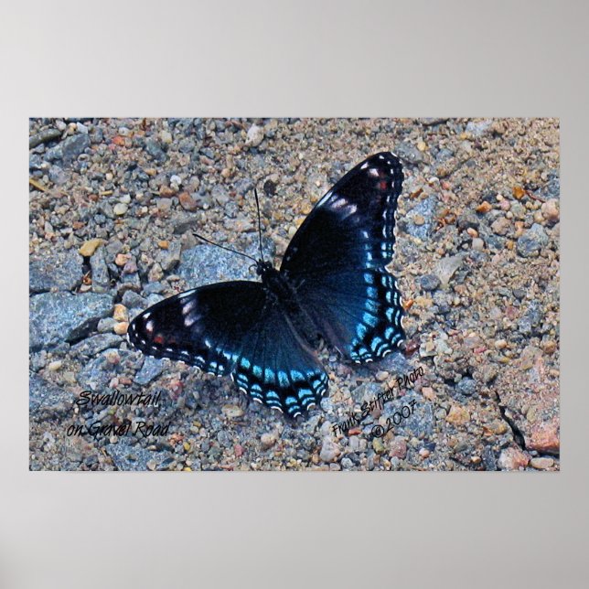 Swallowtail Butterfly on Gravel Road Poster (Front)