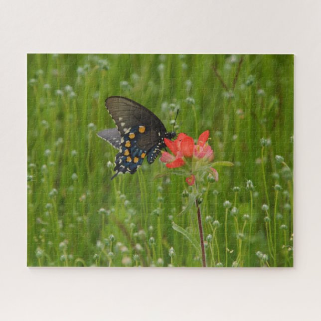 Swallowtail Butterfly on Indian Paintbrush Flower Jigsaw Puzzle (Horizontal)